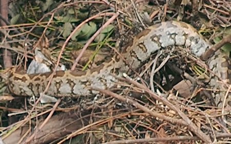 तहसील कालोनी में अजगर दिखा मचा हड़कंप वन विभाग ने अजगर को पकडकर जंगल में छोडा