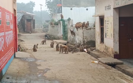 कोटवाधाम में बन्दरों का आतंक