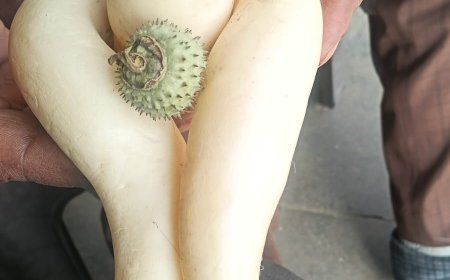 भगवान भोलेनाथ की आकृति में मूली श्रद्वा का केंद्र बनी