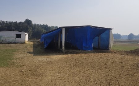 पचपेड़वा विकासखंड में गौशाला की बदहाली, भूख-प्यास से तड़प रही गौ माता