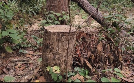 बलरामपुर