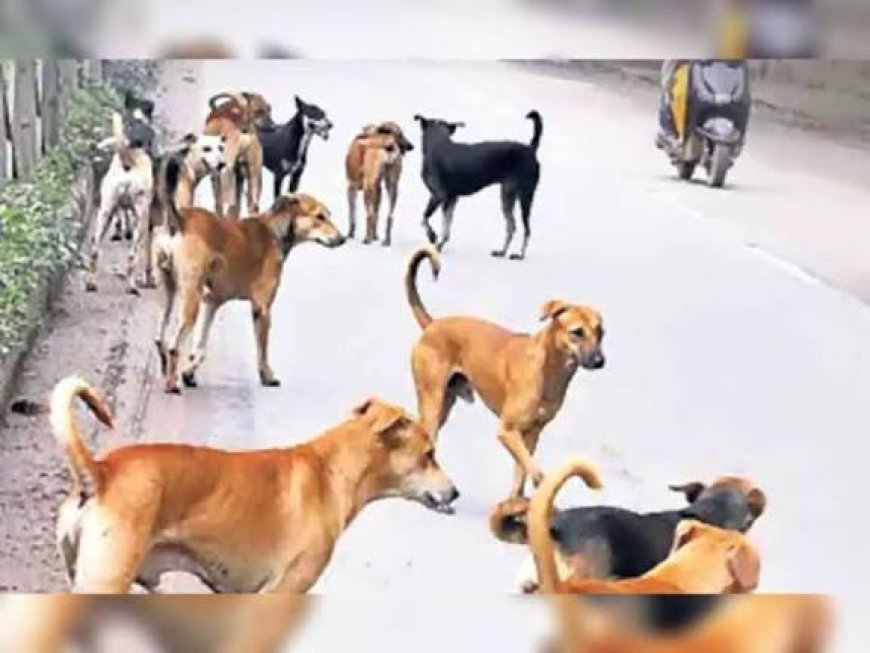 सतेती में आवारा कुत्तों का आतंक, सप्ताहभर में 20 लोग काटे