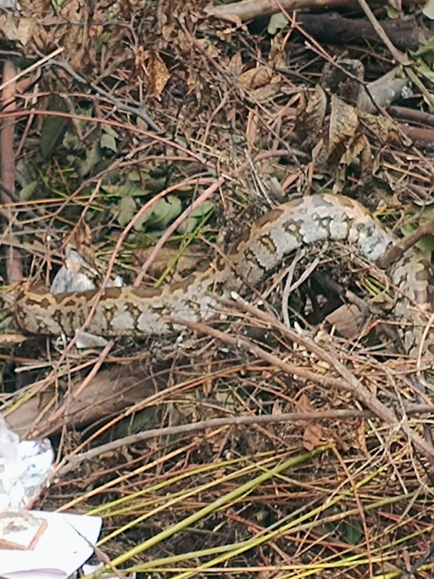 तहसील कालोनी में अजगर दिखा मचा हड़कंप वन विभाग ने अजगर को पकडकर जंगल में छोडा