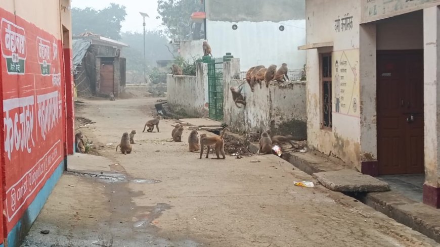 कोटवाधाम में बन्दरों का आतंक