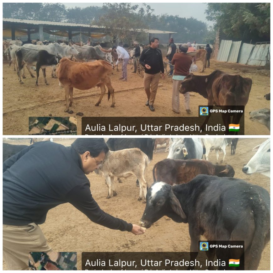 खंण्ड विकास अधिकारी संजीव कुमार गुप्ता ने औलिया लालपुर,विरौली गौशाला में एक कुन्टल एक किलो गुड़ पशुओं को दान दिया