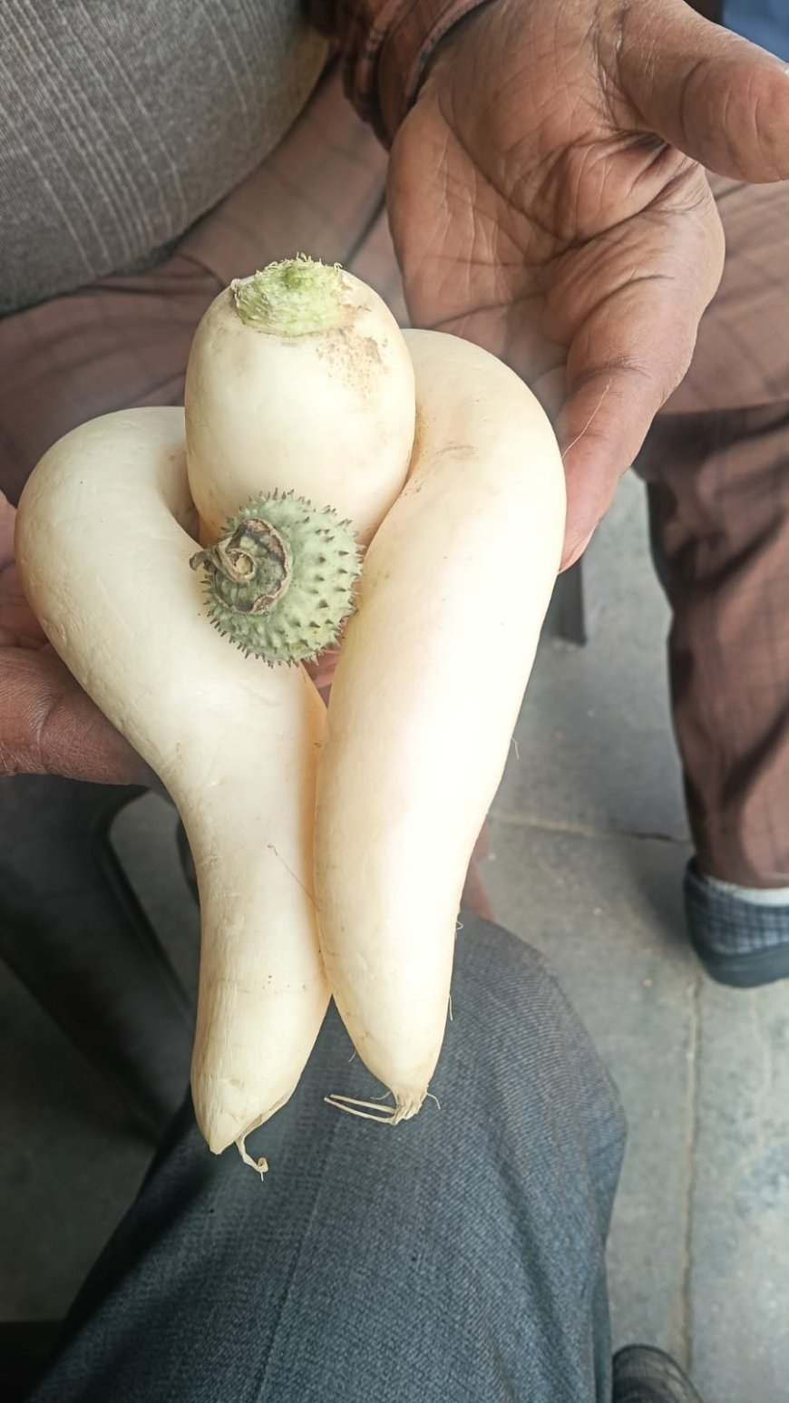 भगवान भोलेनाथ की आकृति में मूली श्रद्वा का केंद्र बनी