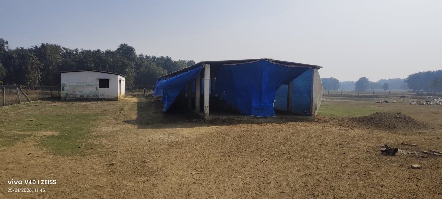 पचपेड़वा विकासखंड में गौशाला की बदहाली, भूख-प्यास से तड़प रही गौ माता