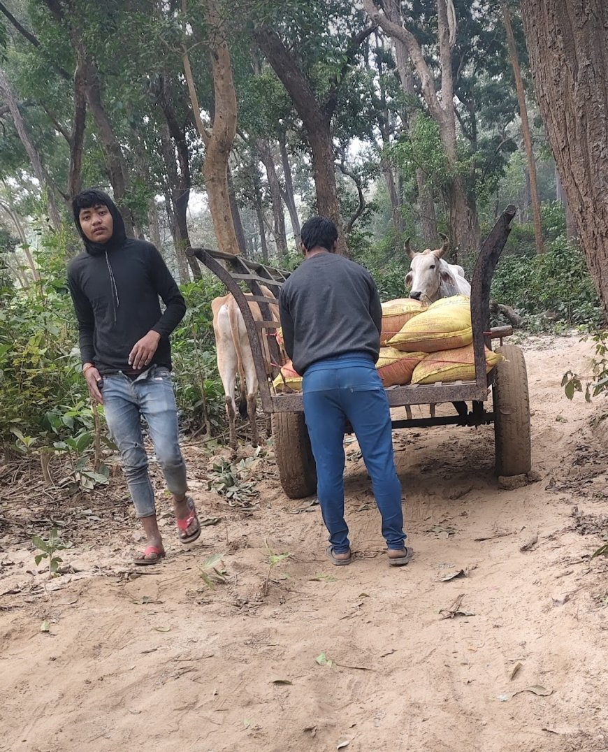 भांभर रेंज के जंगलों में हरे भरे वेशकीमती पेड़ों का अंधाधुंध कटान और बालू का अवैध खनन जारी।