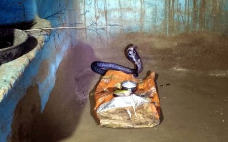 सहसपुर गांव घर के अंदर निकले कोबरा से मचा हड़कंप