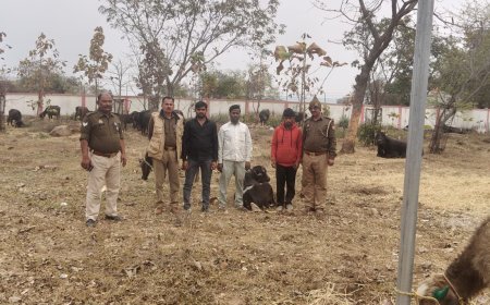 थाना मारकुण्डी पुलिस द्वारा क्रूरता पूर्वक 35 नफर पशुओं(भैसों ,पडवा) को लादकर परिवहन करने वाले 03 आरोपी अभियुक्तों को गिरफ्तार कर विधिक कार्यवाही अमल में लायी गयी।