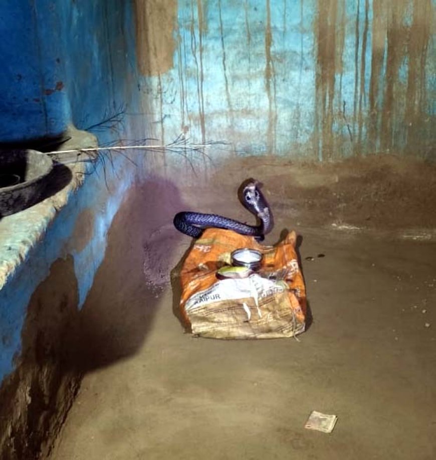 सहसपुर गांव घर के अंदर निकले कोबरा से मचा हड़कंप