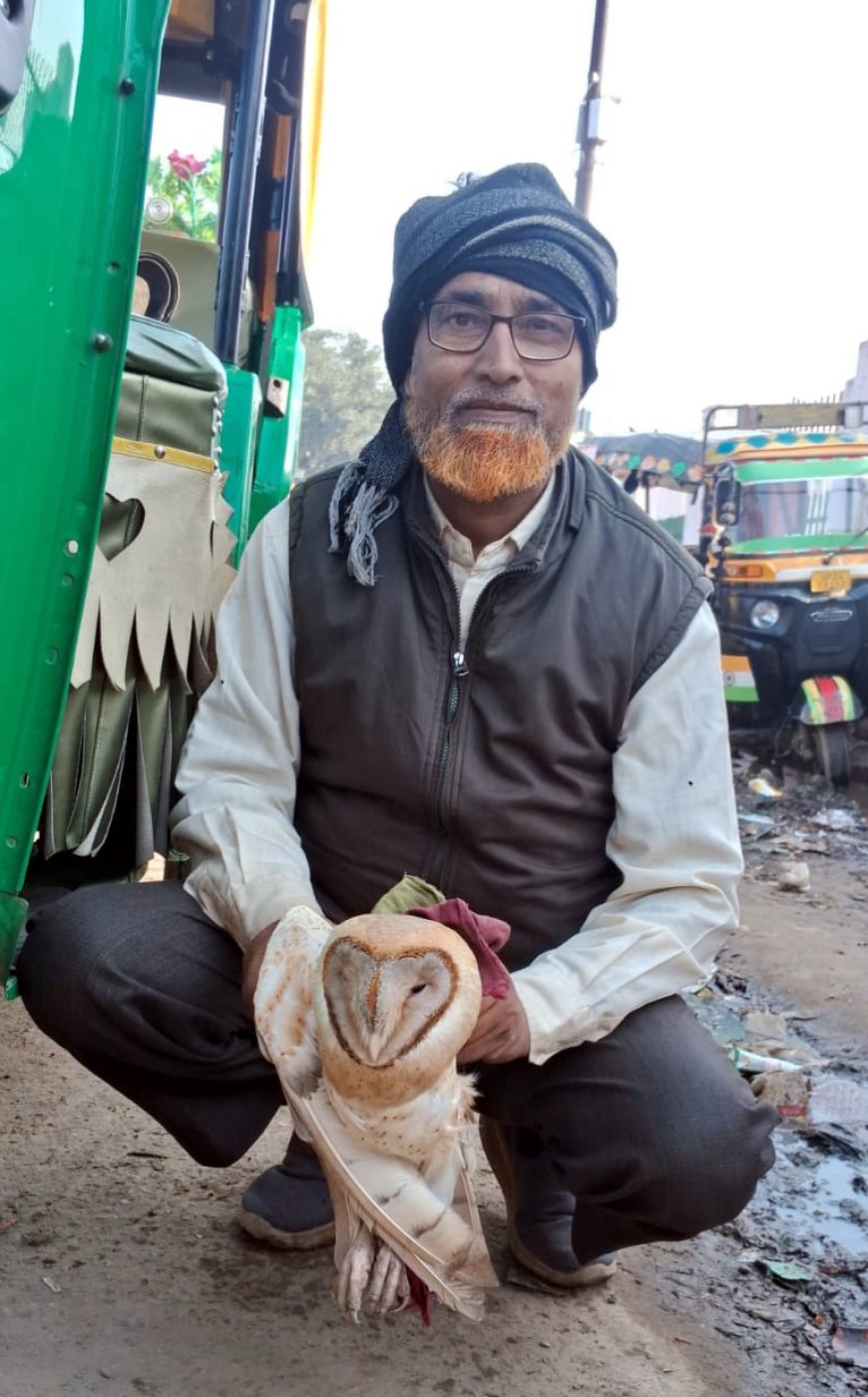 बंदरों के हमले में घायल हुआ उल्लू, सतर्कता से बची जान