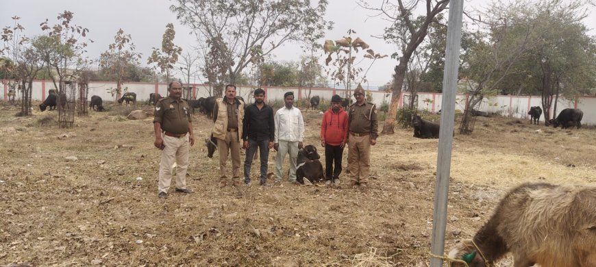 थाना मारकुण्डी पुलिस द्वारा क्रूरता पूर्वक 35 नफर पशुओं(भैसों ,पडवा) को लादकर परिवहन करने वाले 03 आरोपी अभियुक्तों को गिरफ्तार कर विधिक कार्यवाही अमल में लायी गयी।