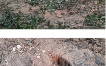 अवैध रूप से पेड़ काटे जाने का मामला सामने आया है।
