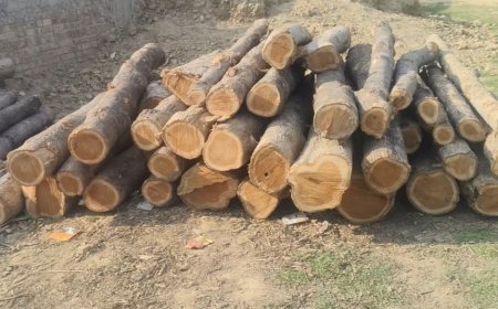 पचपेड़वा वन क्षेत्र में अवैध कटान का बड़ा खेल, जिम्मेदारियों पर उठे गंभीर सवाल