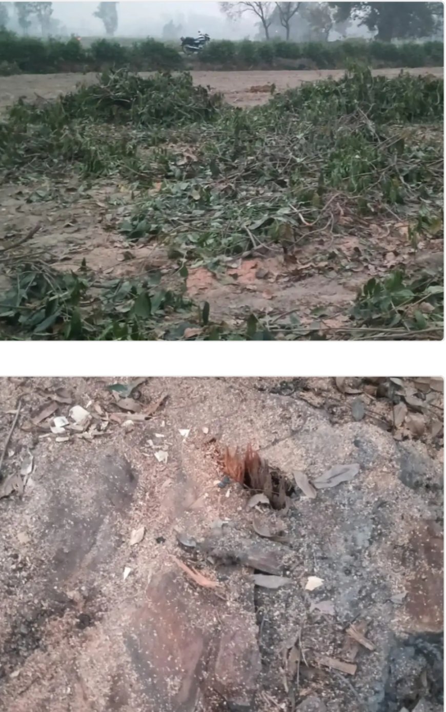 अवैध रूप से पेड़ काटे जाने का मामला सामने आया है।