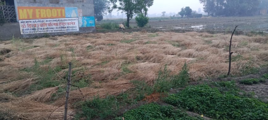 बेमौसम बारिश से फसलों को भारी नुकसान, किसानों ने मुआवजे की मांग उठाई