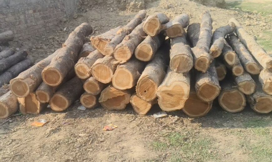 पचपेड़वा वन क्षेत्र में अवैध कटान का बड़ा खेल, जिम्मेदारियों पर उठे गंभीर सवाल