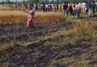 हाईटेंशन तार टूटने से खेतों में लगी भीषण आग, 11 किसानों की फसल जलकर राख
