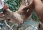आवारा कुत्तों के हमले से घायल हिरण का बच्चा, ग्रामीणों की सतर्कता से बची जान