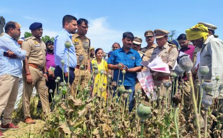 अफीम की खेती का जिलाधिकारी व एसपी ने किया निरीक्षण