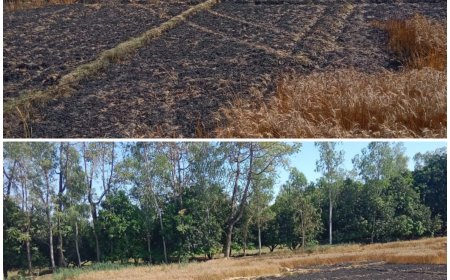 ढीली हाईटेंशन लाइन से लगी आग, किसान की एक एकड़ फसल राख