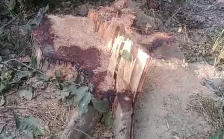 राही में हरियाली का कत्लेआम: 7 गूलर के पेड़ दिनदहाड़े ढेर, वनकर्मियों की मिलीभगत से फल-फूल रहा लकड़ी माफिया