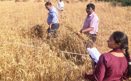 सिरौलीगौसपुर क्षेत्र के ग्राम किन्तूर में विजय नामक किसान के गेहूं के खेत में क्राॅप कटिंग एक्सपेरिमेंट करवा कर  पैदावार का आकलन किया गया