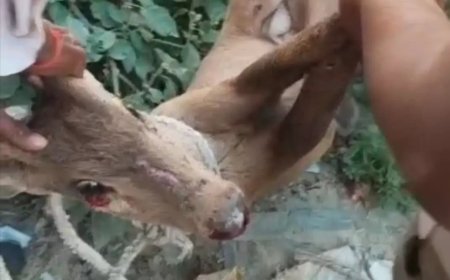 आवारा कुत्तों के हमले से घायल हिरण का बच्चा, ग्रामीणों की सतर्कता से बची जान