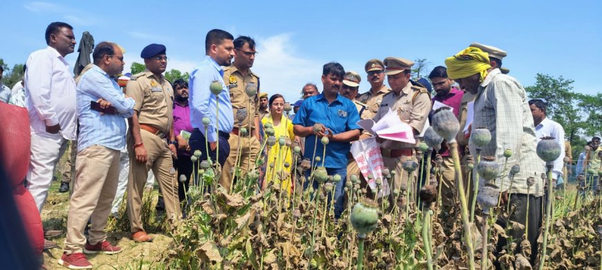 अफीम की खेती का जिलाधिकारी व एसपी ने किया निरीक्षण