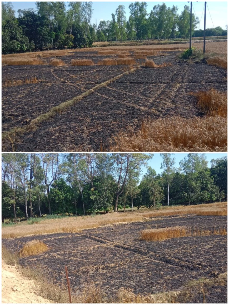 ढीली हाईटेंशन लाइन से लगी आग, किसान की एक एकड़ फसल राख