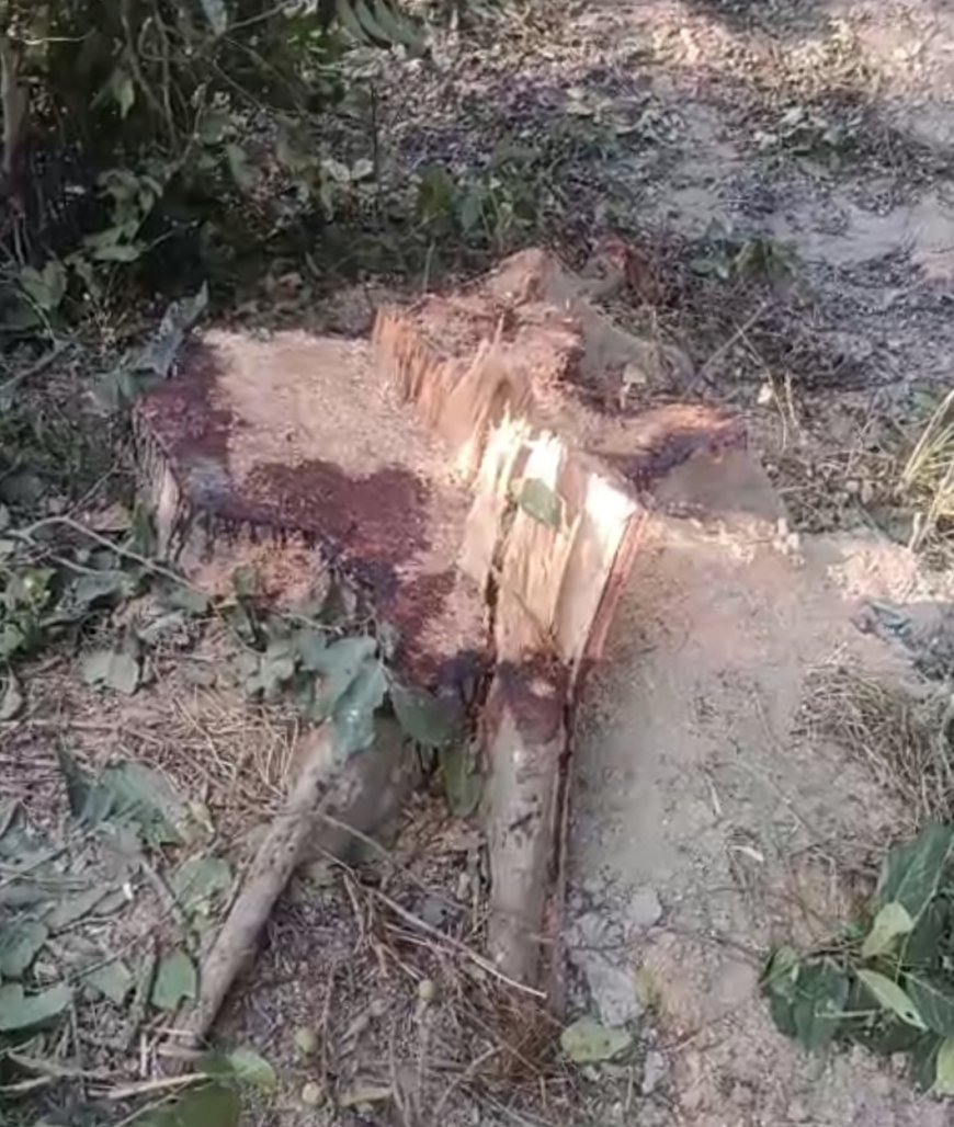 राही में हरियाली का कत्लेआम: 7 गूलर के पेड़ दिनदहाड़े ढेर, वनकर्मियों की मिलीभगत से फल-फूल रहा लकड़ी माफिया