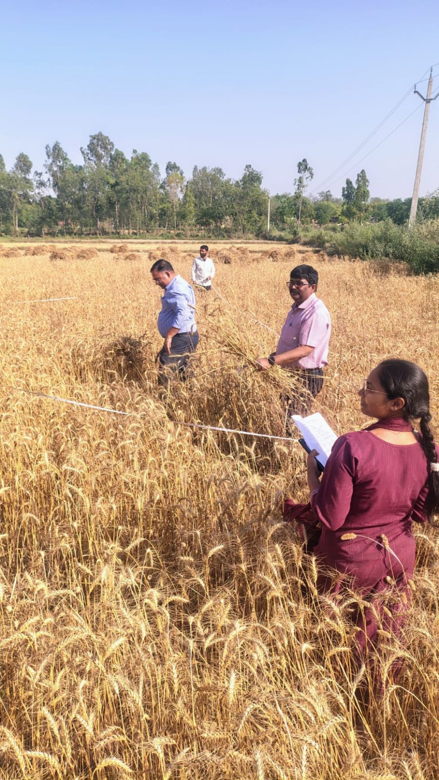 सिरौलीगौसपुर क्षेत्र के ग्राम किन्तूर में विजय नामक किसान के गेहूं के खेत में क्राॅप कटिंग एक्सपेरिमेंट करवा कर  पैदावार का आकलन किया गया