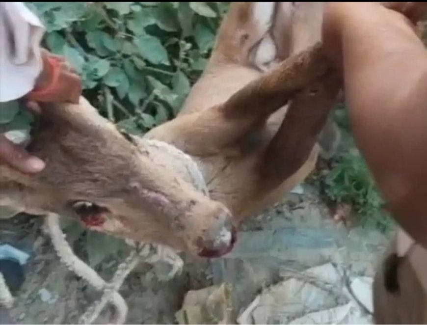आवारा कुत्तों के हमले से घायल हिरण का बच्चा, ग्रामीणों की सतर्कता से बची जान