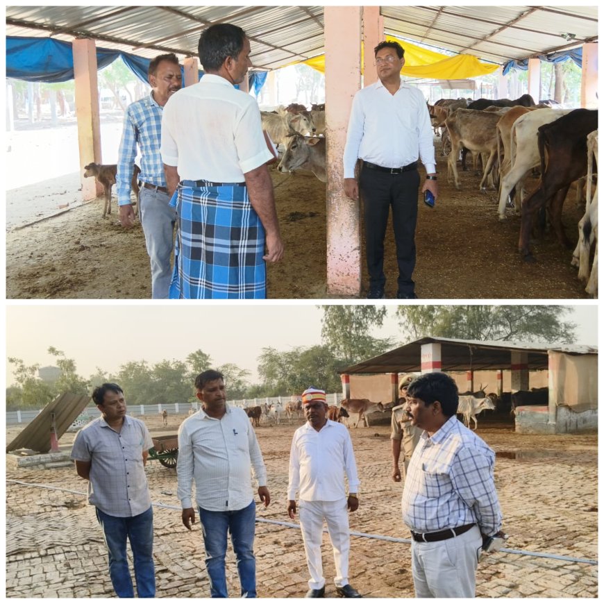 उपजिलाधिकारी अनिल कुमार सरोज व खंण्ड विकास अधिकारी संजीव गुप्ता ने अलग अलग गौशाला का निरीक्षण कर गौशाला संचालक, सेवादारों को आवाश्यक दिशा निर्देश दिए