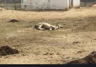 गौशाला में बदइंतजामी से तड़प-तड़प कर मर रही गौ माता, जिम्मेदारों की चुप्पी पर उठे सवाल