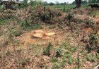 हरे पेड़ों पर चल रही आरी, वन विभाग पर मिलीभगत के आरोप