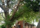 भीषण गर्मी में ग्रामीणों ने वृक्षों का सहारा लिया उसी के नीचे बैठकर दोपहरी में गर्मी से निजात पाई