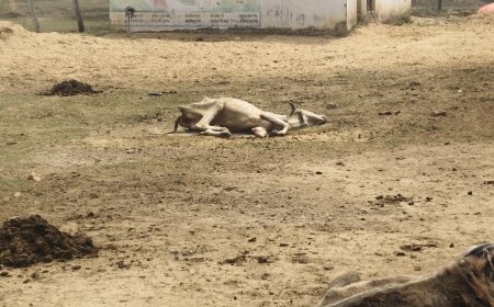 गौशाला में बदइंतजामी से तड़प-तड़प कर मर रही गौ माता, जिम्मेदारों की चुप्पी पर उठे सवाल