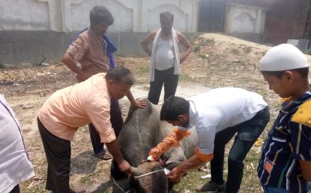 विकास विभाग एंव पशुपालन विभाग की टीम ने सैदनपुर में घायल दो सांडों का उपचार कर हजरतपुर गौशाला में सिफ्ट कराया