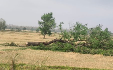 भाभर रेंज में जंगल माफियाओं का आतंक! बिना परमिट हरे-भरे जंगलों पर चल रही आरी, विभाग मौन