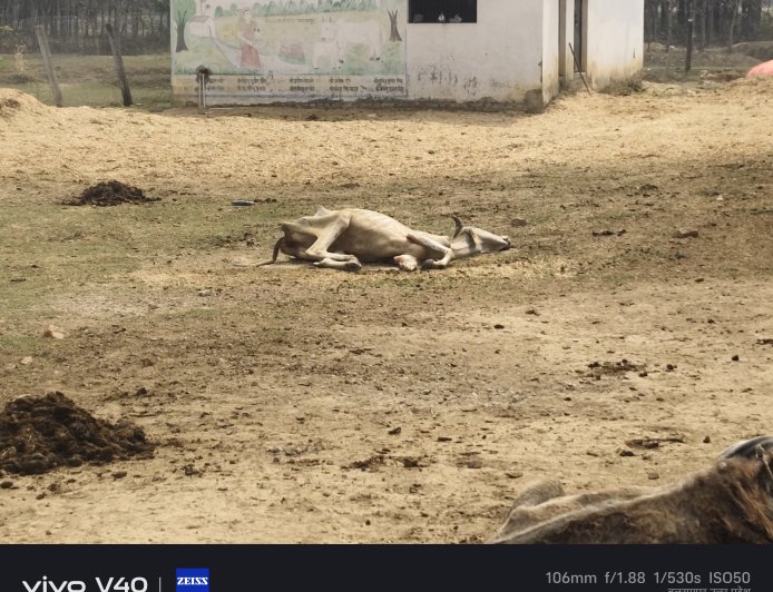 गौशाला में बदइंतजामी से तड़प-तड़प कर मर रही गौ माता, जिम्मेदारों की चुप्पी पर उठे सवाल