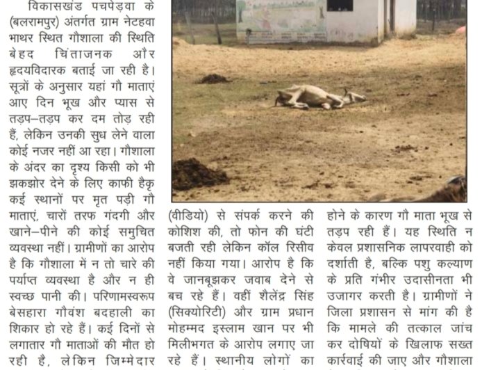 गौशाला में तड़प-तड़प कर दम तोड़ रही गौ माता, जिम्मेदारों की चुप्पी पर उठे सवाल