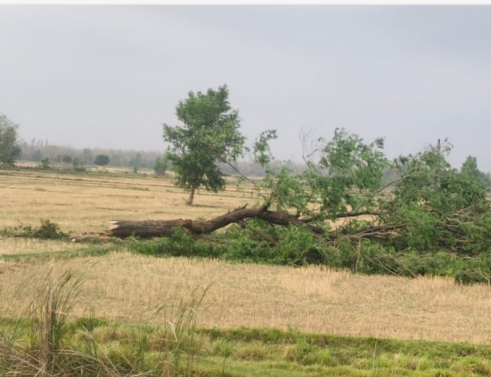 भाभर रेंज में जंगल माफियाओं का आतंक! बिना परमिट हरे-भरे जंगलों पर चल रही आरी, विभाग मौन