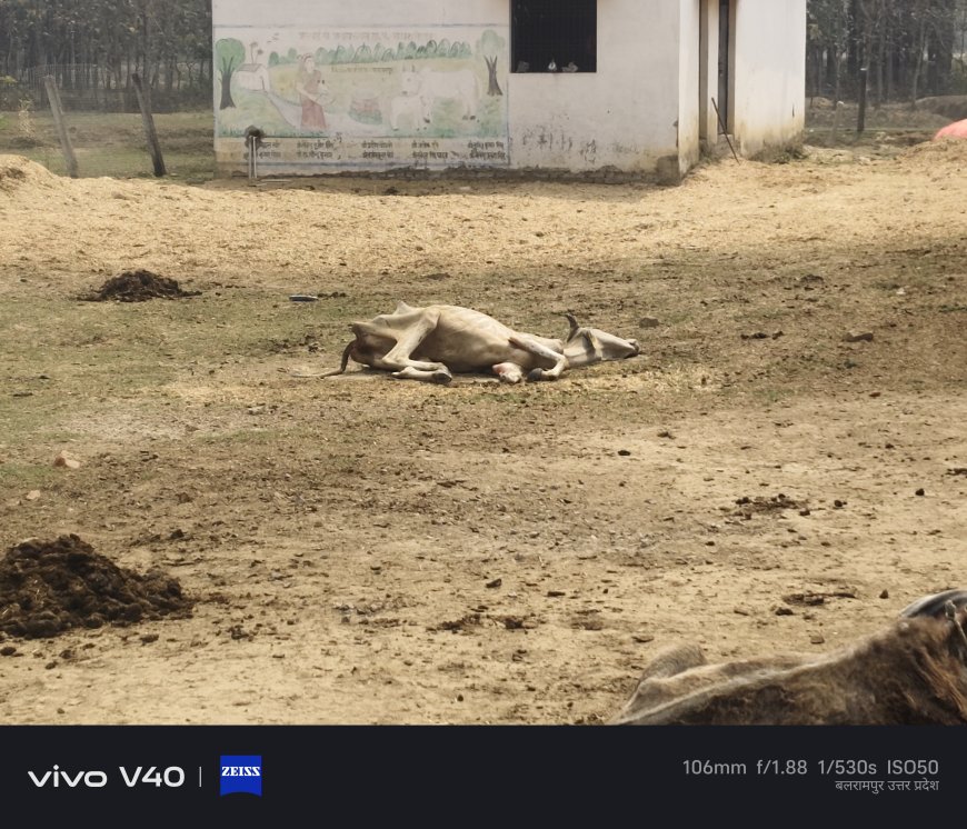 गौशाला में बदइंतजामी से तड़प-तड़प कर मर रही गौ माता, जिम्मेदारों की चुप्पी पर उठे सवाल