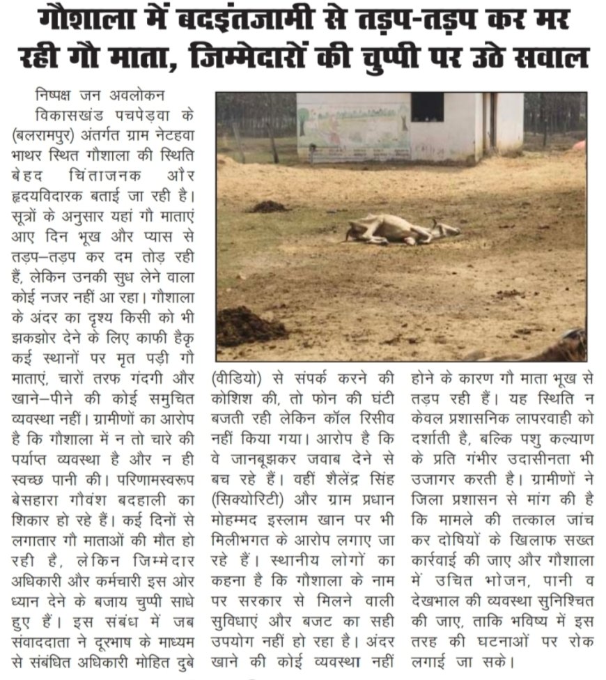 गौशाला में तड़प-तड़प कर दम तोड़ रही गौ माता, जिम्मेदारों की चुप्पी पर उठे सवाल
