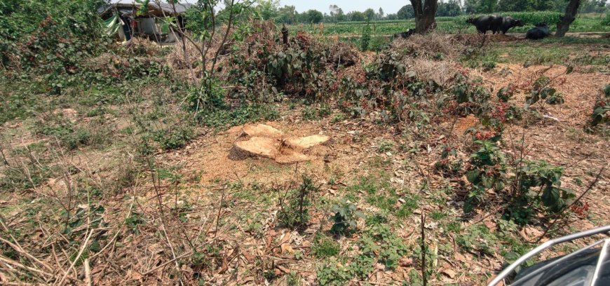 हरे पेड़ों पर चल रही आरी, वन विभाग पर मिलीभगत के आरोप