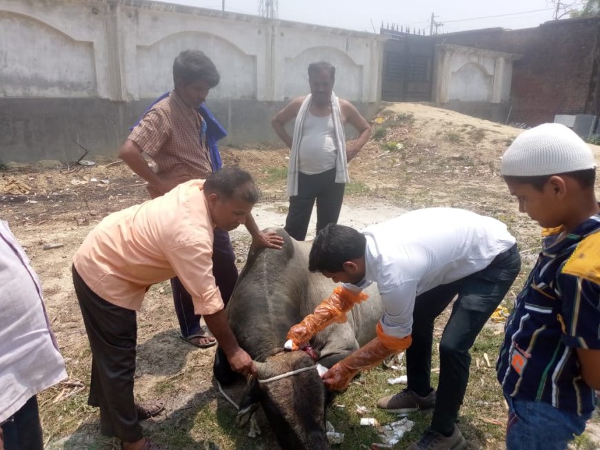 विकास विभाग एंव पशुपालन विभाग की टीम ने सैदनपुर में घायल दो सांडों का उपचार कर हजरतपुर गौशाला में सिफ्ट कराया