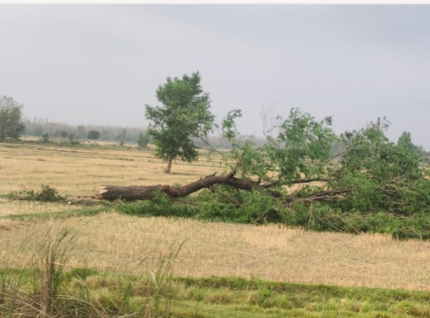 भाभर रेंज में जंगल माफियाओं का आतंक! बिना परमिट हरे-भरे जंगलों पर चल रही आरी, विभाग मौन