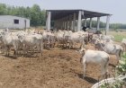 नेटहवा भाथर गौशाला में बदहाल व्यवस्था, भूख-प्यास से तड़प रही गौमाता